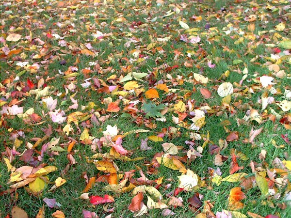 Carpet of Autumn Leaves