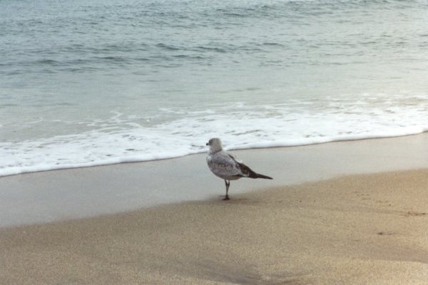 Seagull on the Beach